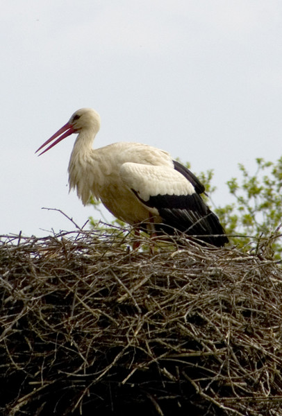 Stork on its nest