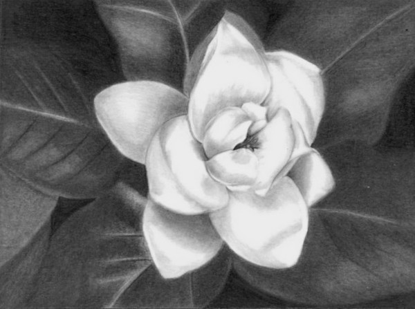 Magnolia Blossom