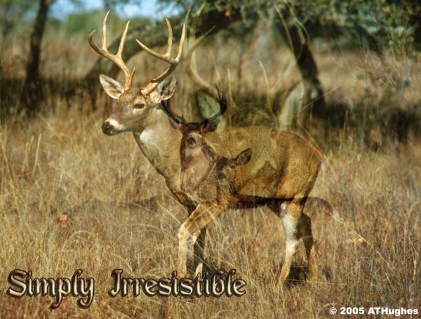 Simply Irresistible