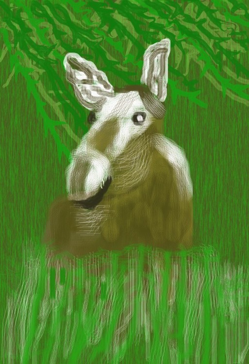 Moose in the Bush (O744)