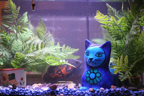 Aiko's New Home