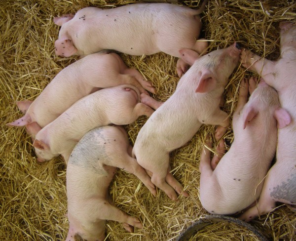 napping  piglets