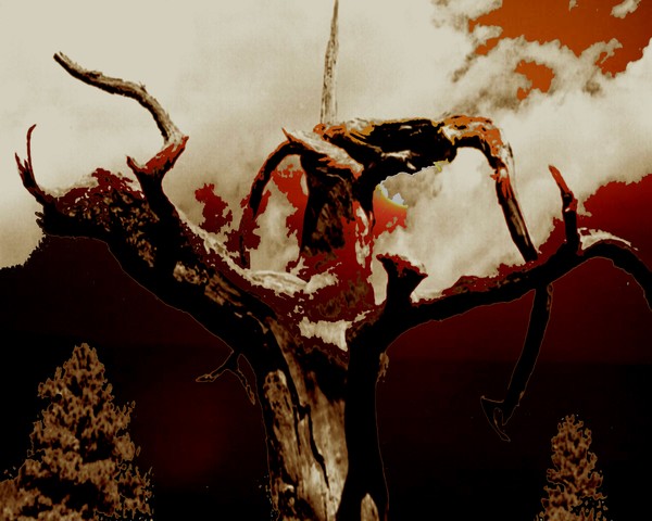 dead  tree Arizona  superimposed on Greek sunset