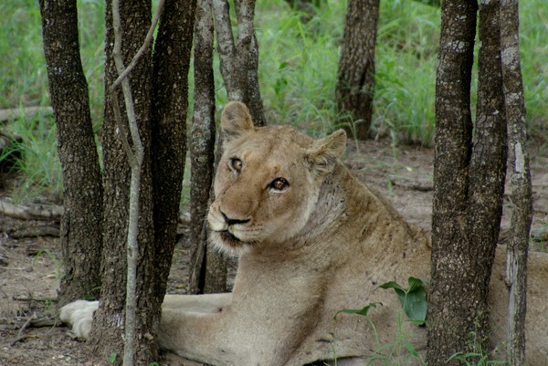 young  lioness