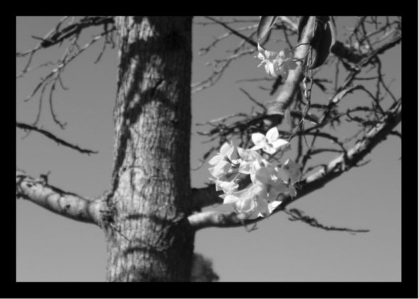 Spring Blossom
