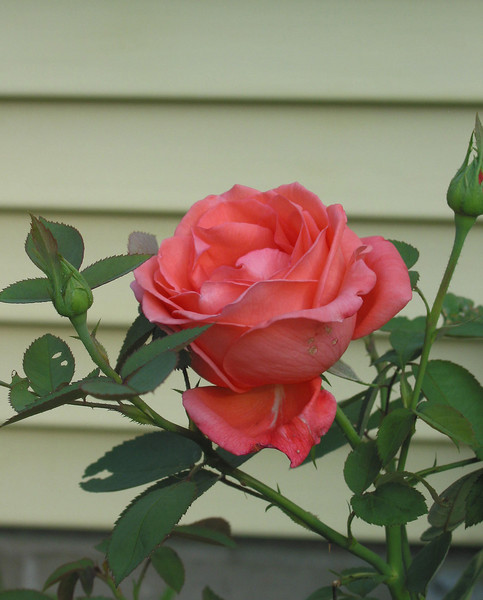pink rose