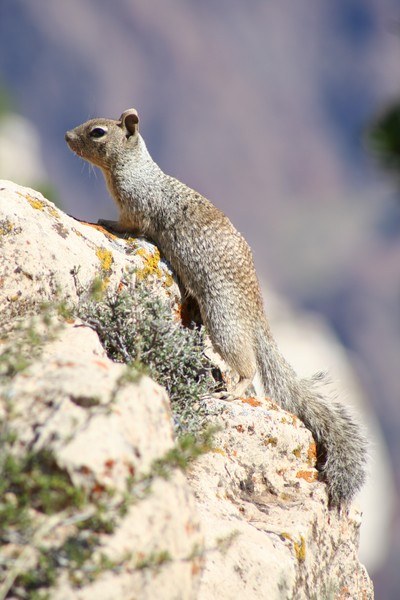 Small Squirrel-Big World