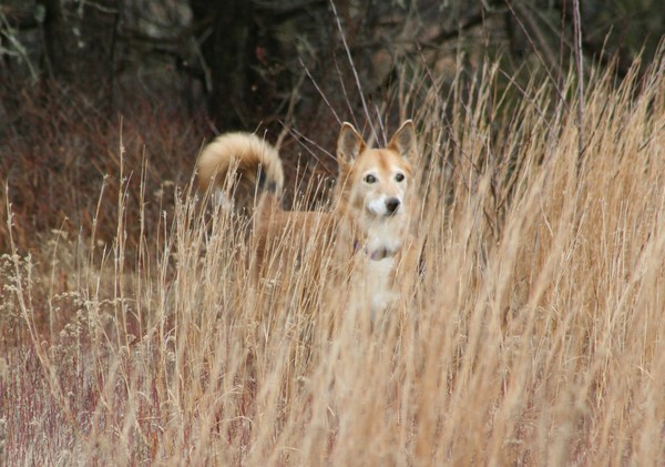Foxy