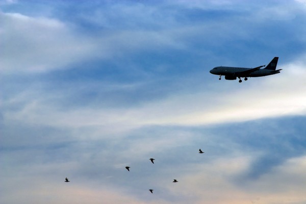 RunWay L29