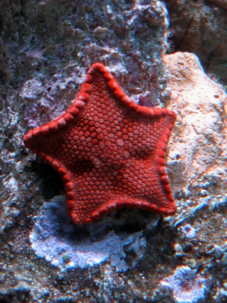Red Star