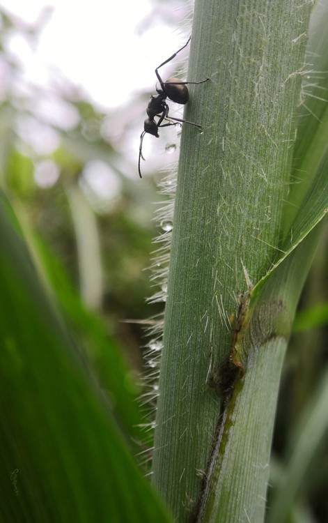 My Ant