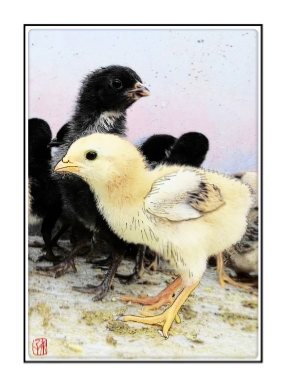 A Depressed Chick