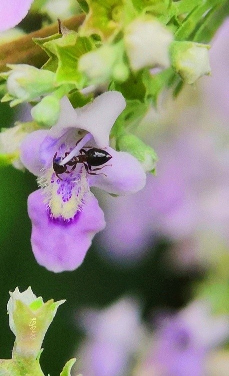 A Pistil Stealer
