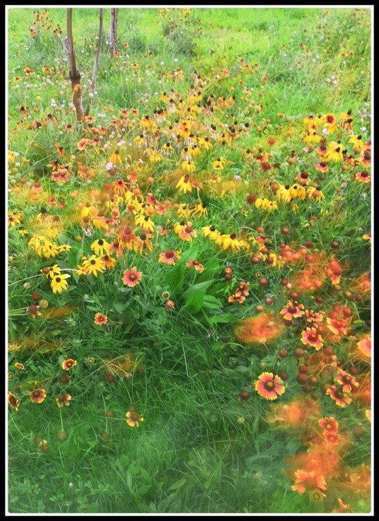 Dreamy Flowers