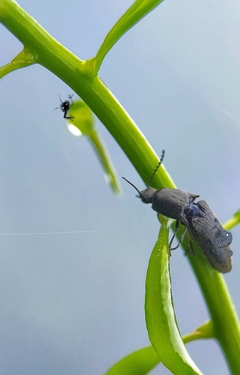 Two Insects