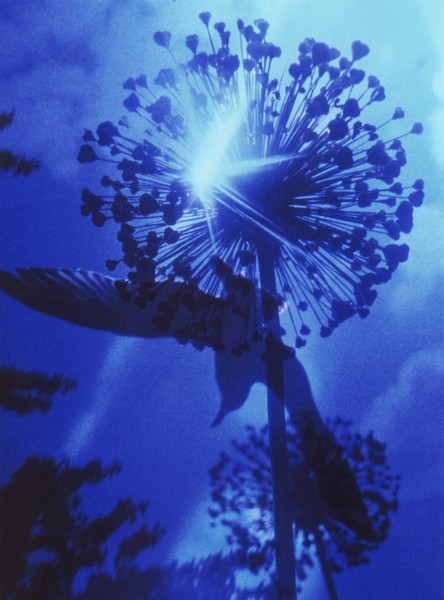 Blue Bird - Oiseau Bleu