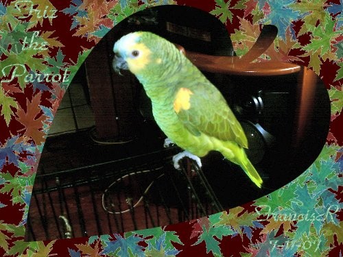 Friz the Parrot