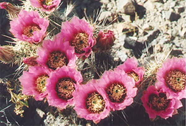 Hedgehog Blossoms