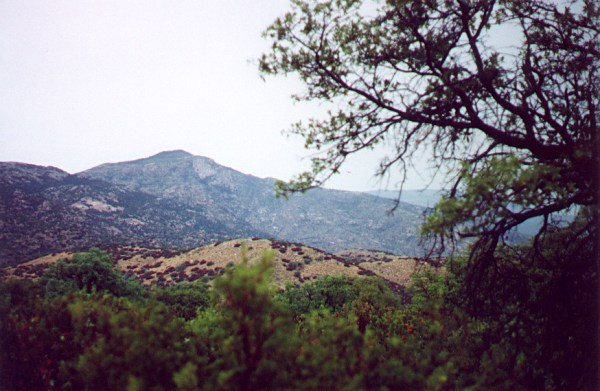 Rainy Day in the Rincon Mountains
