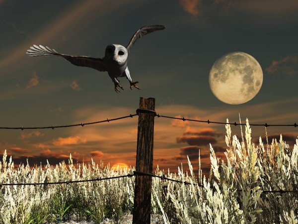 Fenceline Hunter