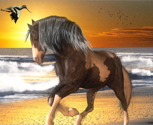 Beach pony