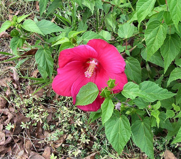 HIBISCUS