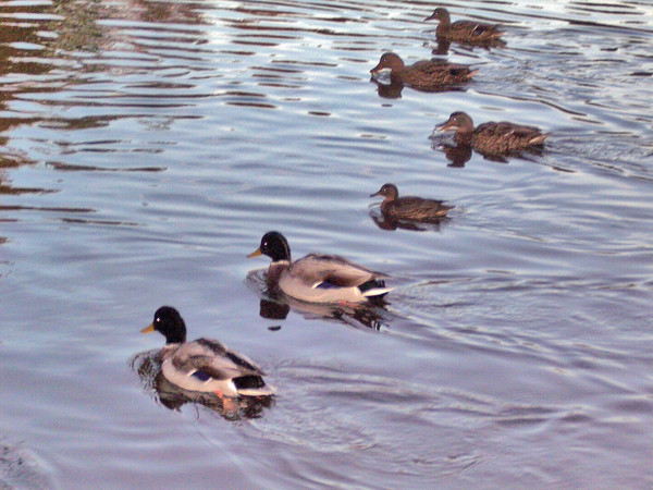 Six Little Ducks
