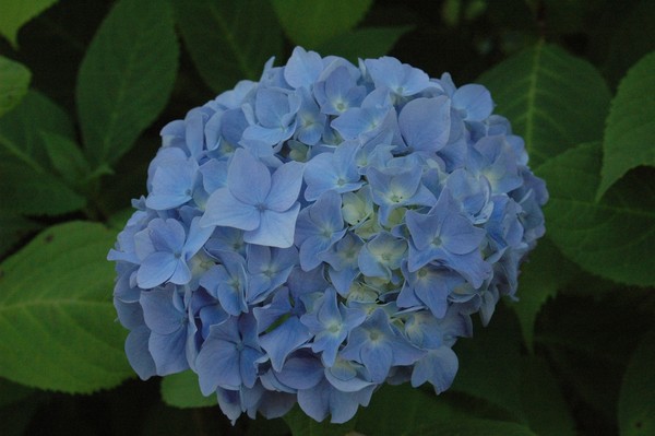 blue blooms