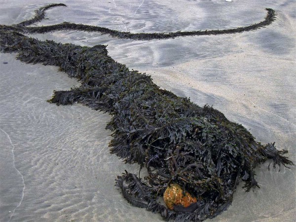 Seaweed and Coral