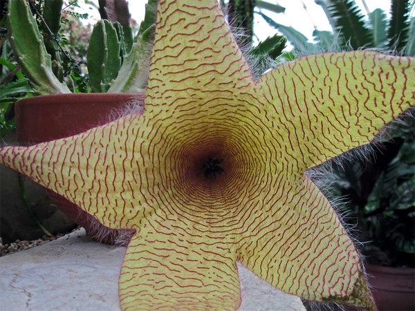Succulent Flower