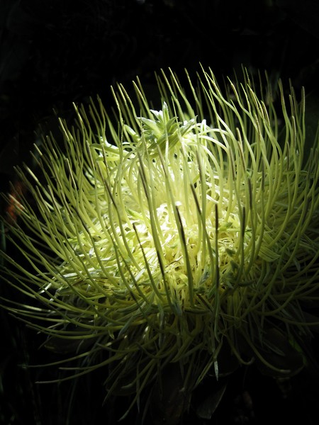 White Protea in Profile