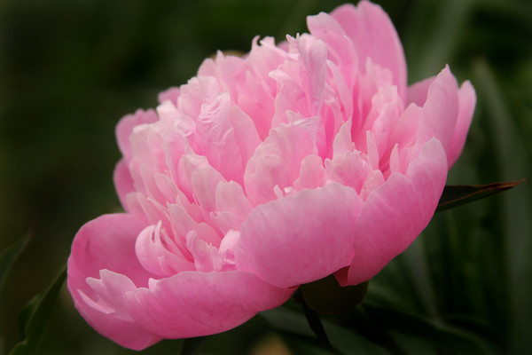 Pretty in Pink