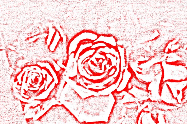 my roses