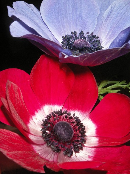 Purple and Red