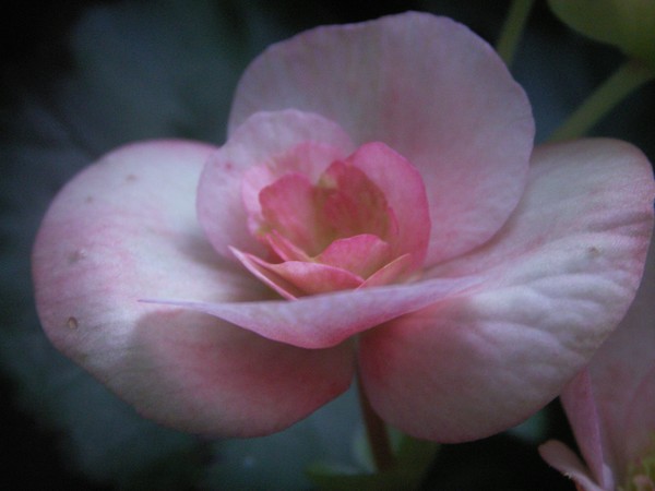 Pretty in Pink