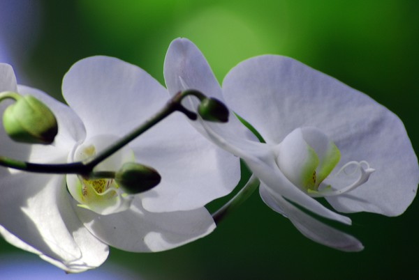 White Orchid
