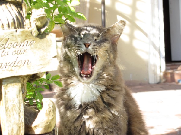 Rawr