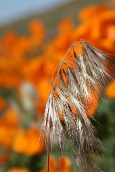 Depth of Field