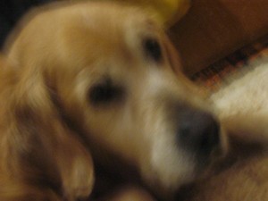 R.I.P TAMMY