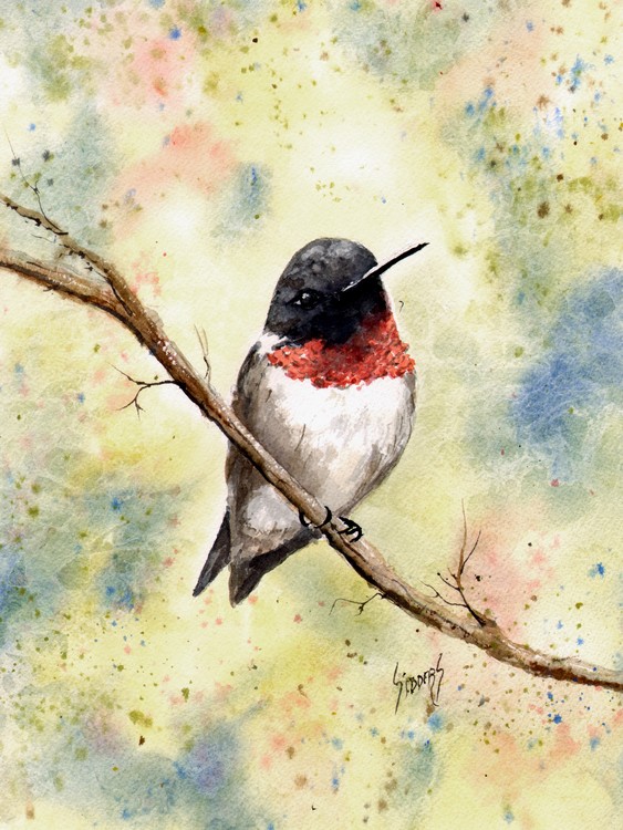 Ruby Throated Hummingbird