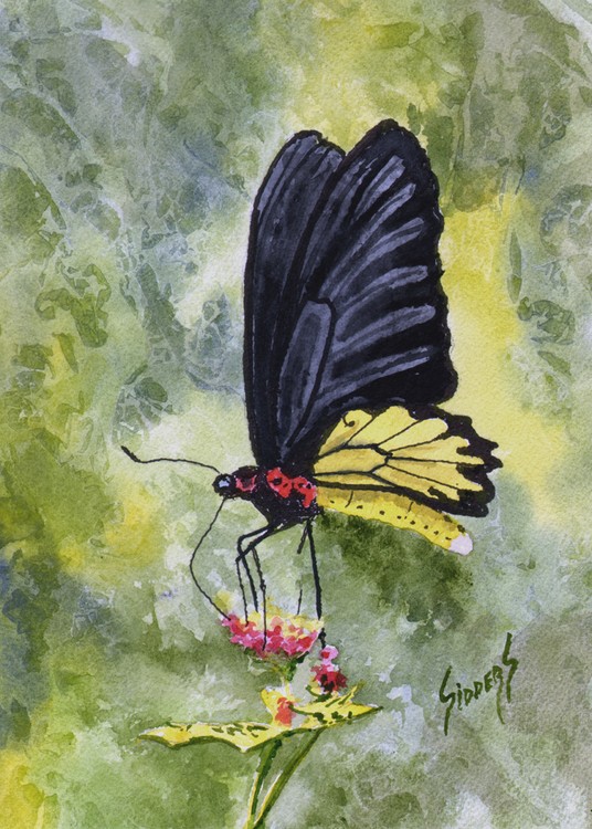 Black Winged Yellow Fellow
