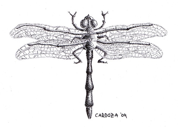 Dragonfly ink study
