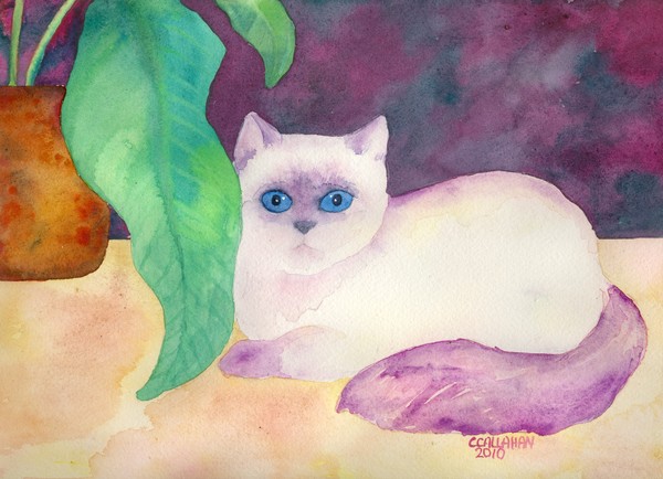 Diva Himalayan