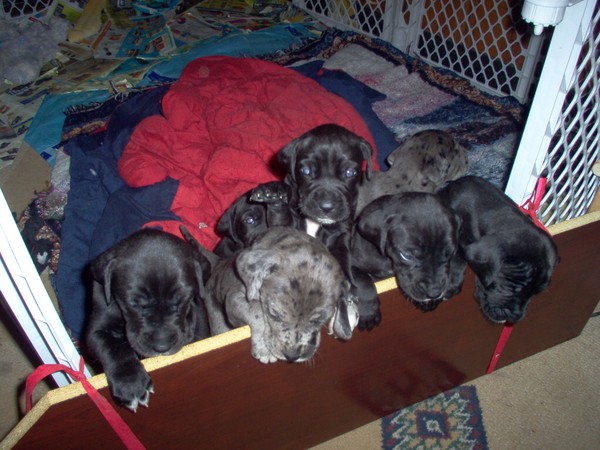 Growing Fast