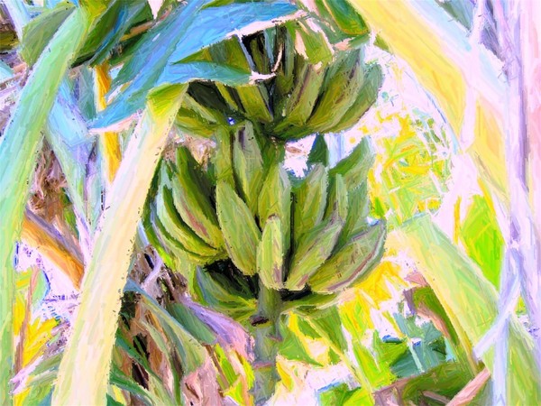 Going bananas