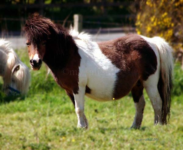 Shetland Pony waiting