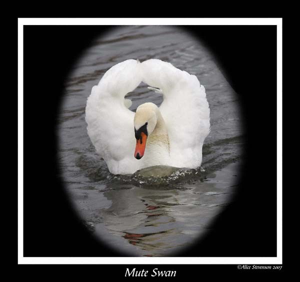 Mute Swan 