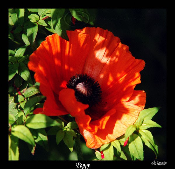 Poppy