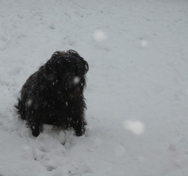 poppy in the snow 1