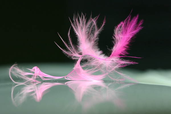 A Fallen Feather